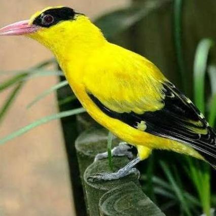 burung kepodang emas J a w a/ kepodang emas  kecil pilihan