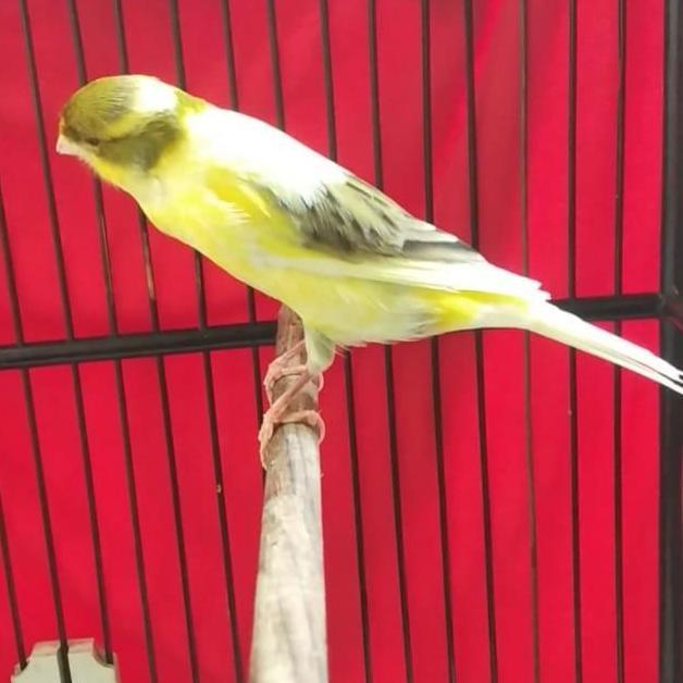 PROMO HARI INI - kenari afs gacor bon kuning