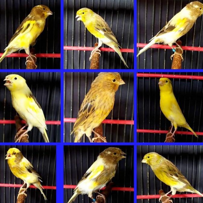 Burung kenari afs bahan body gede gede