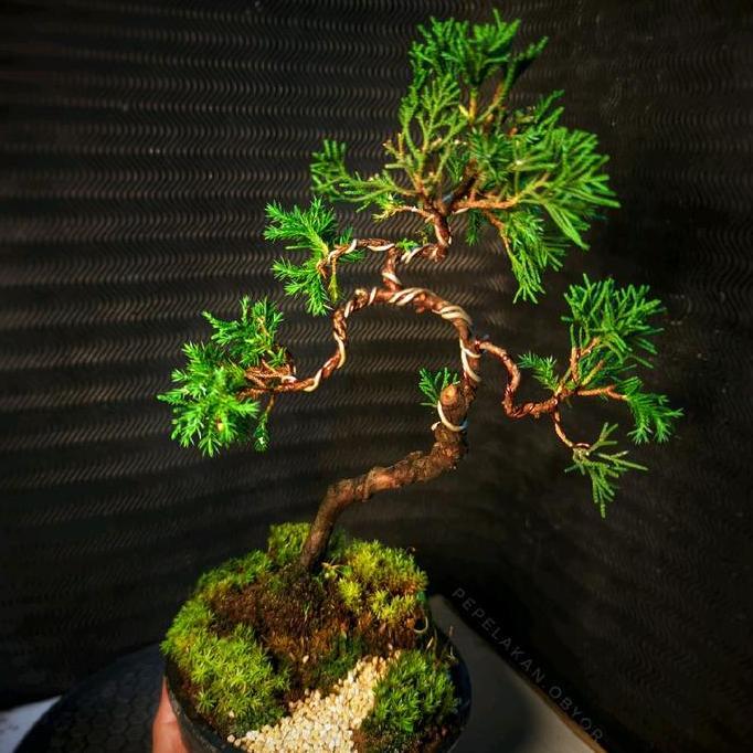 Bonsai Mini Shito Mame Cemara Siap Pajang Plus Pot Bonsai  Dan Free Moss