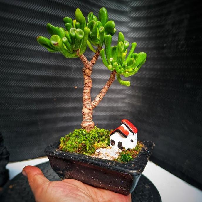 Bonsai Mini Cocok Untuk Indoor Bonsai Crasulla Gollum Real Karakter Free Rumah Miniatur