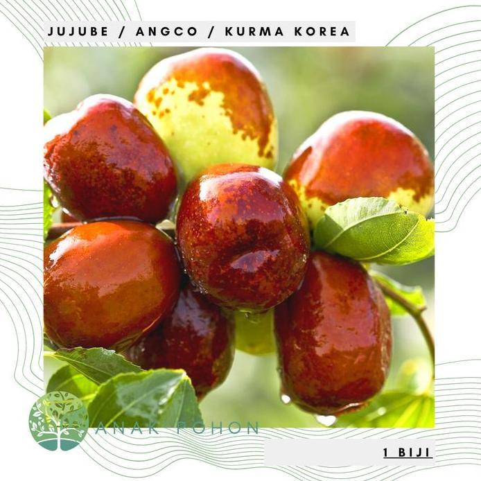 Ready Benih Bibit Biji - Buah Jujube Angco Kurma Korea Kurma China Seeds