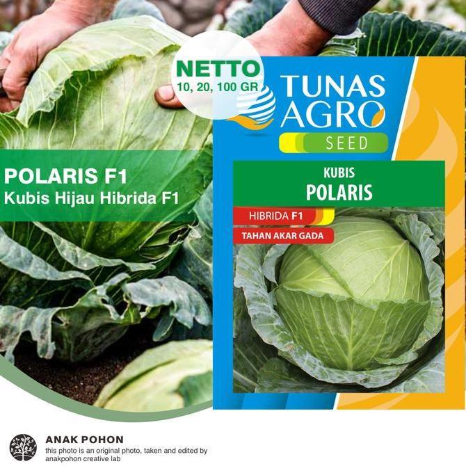 Ready (1 PACK) Benih Kubis POLARIS Hibrida F1 Kol Hijau - Tunas Agro Seed