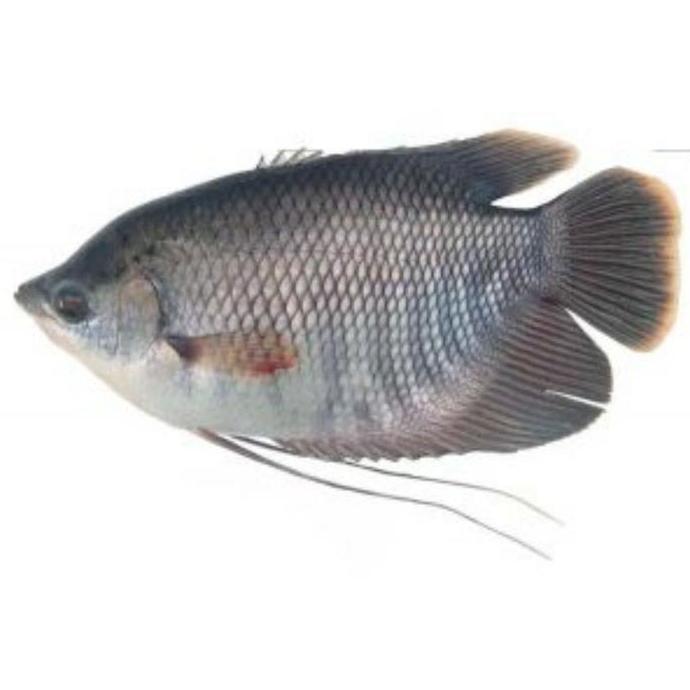 Ikan Gurami Segar