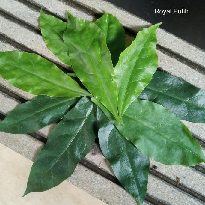 DAUN JARUM TUJUH BINTANG / TUJUH JARUM / TUJUH DURI PER LEMBAR