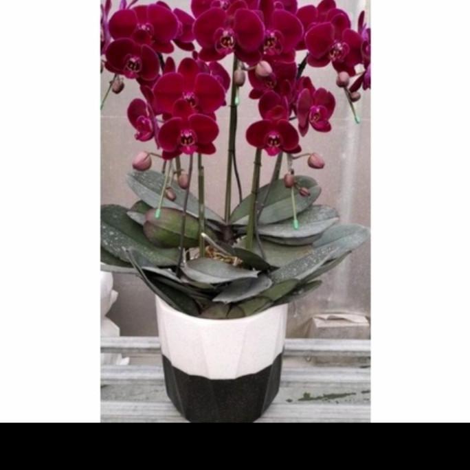 anggrek bulan jumbo dewasa