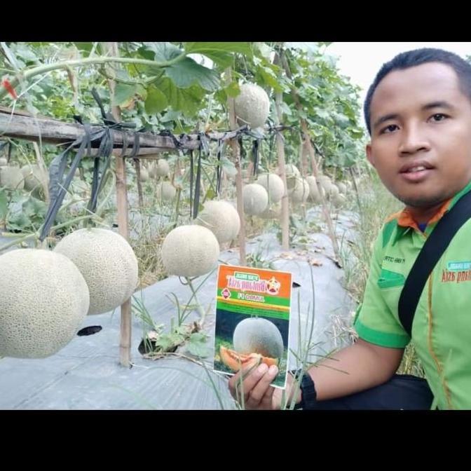 Melon JUMBO F1 "bintang asia"