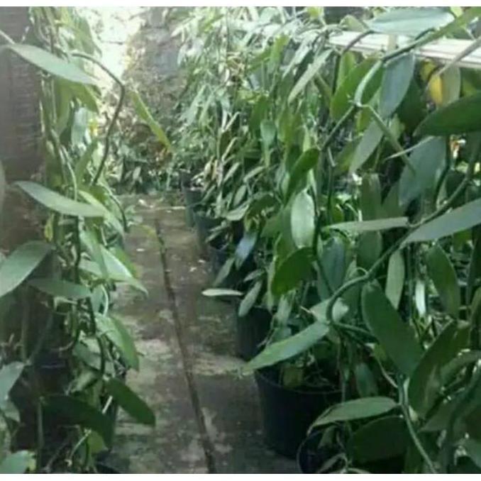 BIBIT VANILI 1METER / BIBIT STEK PSNILI UNGGUL SIAP TANAM