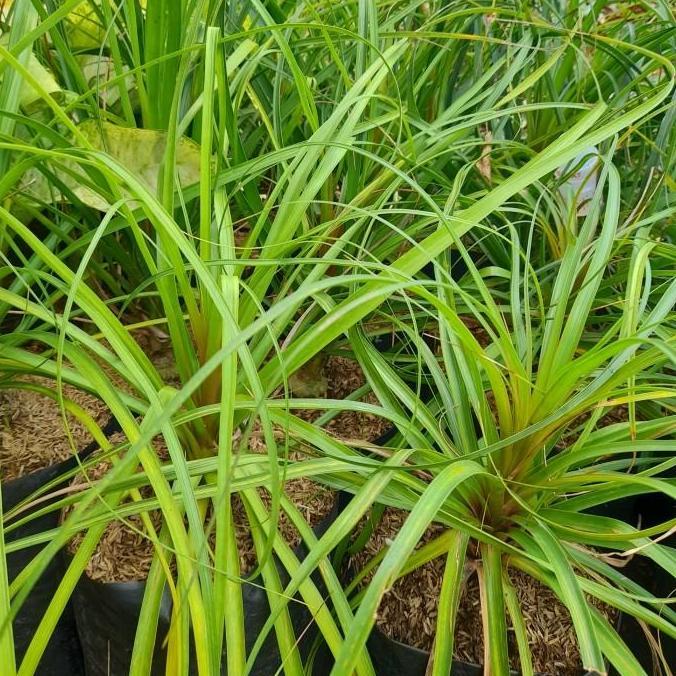 Bibit Tanaman Nolina / Ponytail Palm / Palem Kuncir Kuda