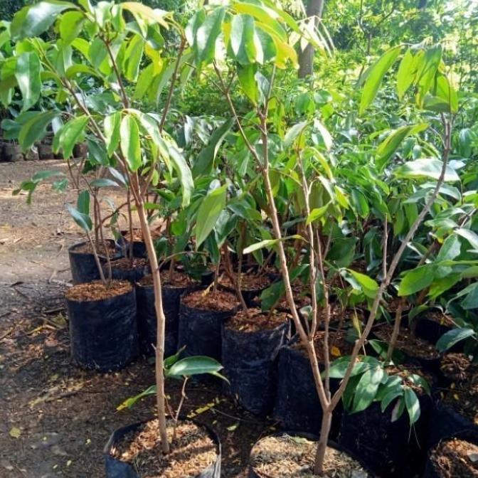 bibit tanaman buah leci merah berbunga TOP BISA BERBUAH DI POT