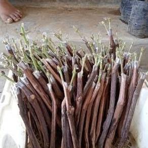 paket murah 6 bibit anggur import Cutting/Grafting-(3)