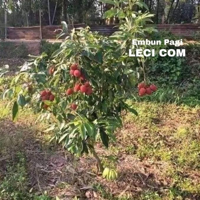 Bibit Pohon Buah Leci com dataran rendah cepat berbuah dari BISA BERBUAH DI POT