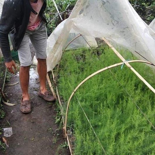 bibit asparagus siap tanam