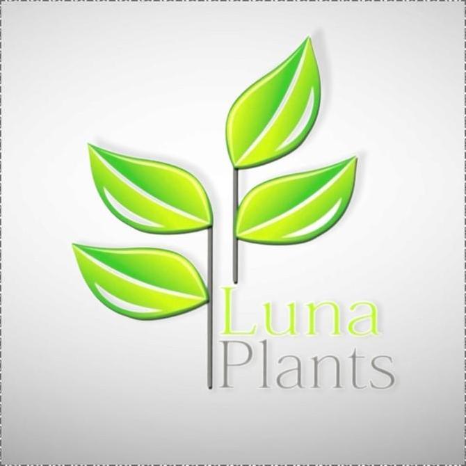 Tanaman hias puring paket - paket puring - paket hemat puring