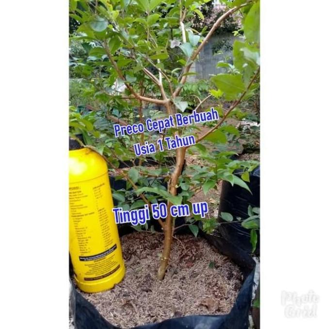 Jaboticaba Preco or Anggur Brazil Genjah Hybrid