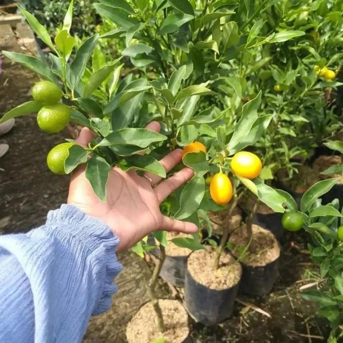 Bibit Jeruk Nagami Sudah Berbuah