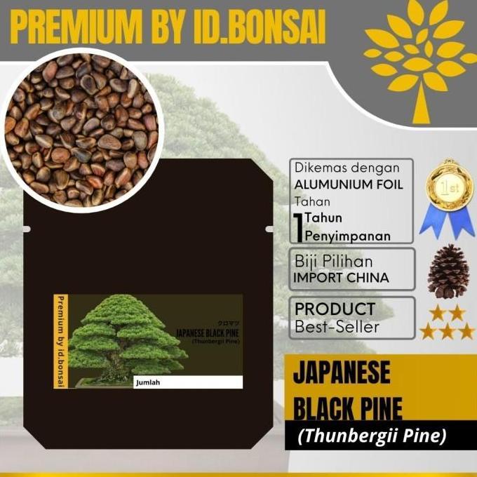Biji Bonsai Japanese Black Pine PREMIUM