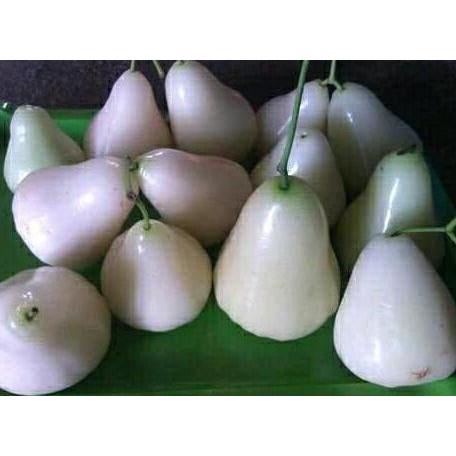 Bibit Jambu air madu susu
