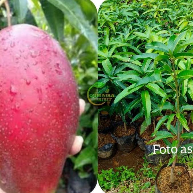Bibit tanaman buah mangga Yuwen seri 6 tinggi 1 meter FULL OBRAL kualitas premium