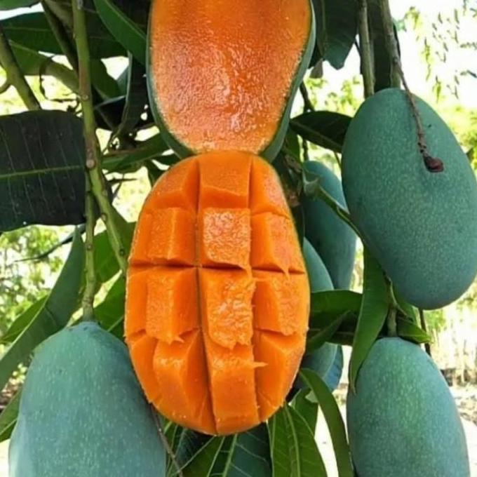 bibit buah mangga harum manis unggul tanaman mangga harum manis jumbo kualitas premium