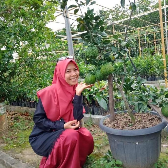 Bibit buah jeruk dekopon berbuah -jeruk dekopon bonsai berbuah-tanaman kualitas premium