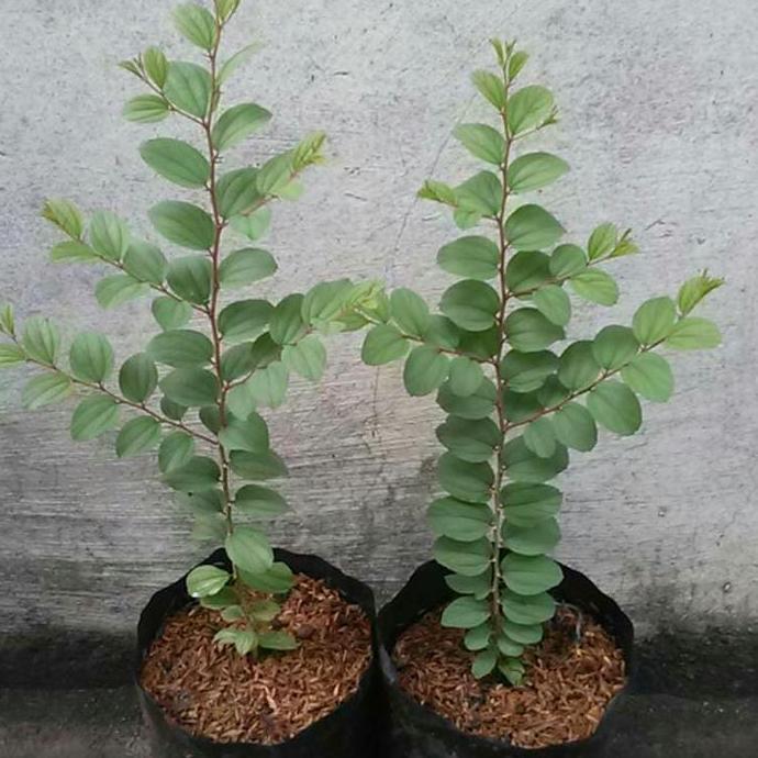 Pohon Bidara Arab Asli harga murah