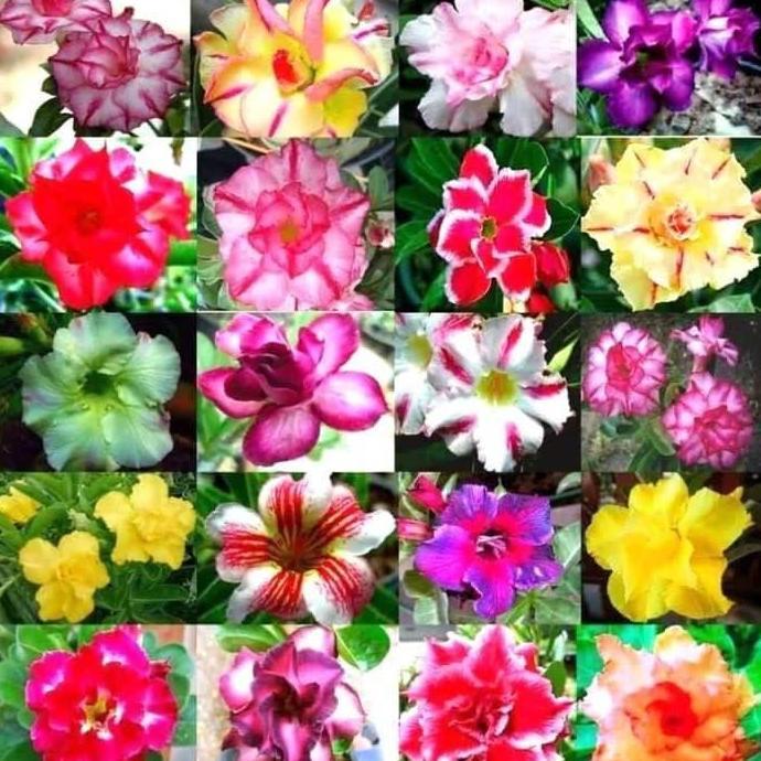 Benih Bibit Biji - Bunga Adenium Obesum Mix (Single & Double Petal) Flower Seeds - IMPORT THAILAND