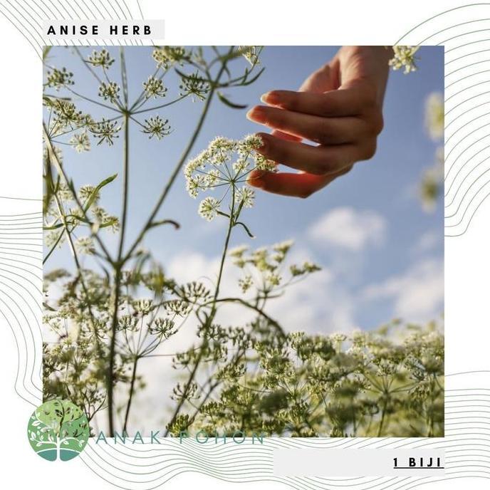 Benih Bibit Biji - Anise Adas Manis Medical Herb Seeds - IMPORT