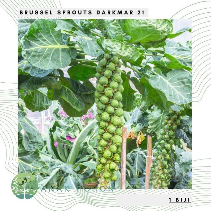 Benih Bibit Biji - Brussel Sprouts Darkmar 21 Kubis Mini Seeds
