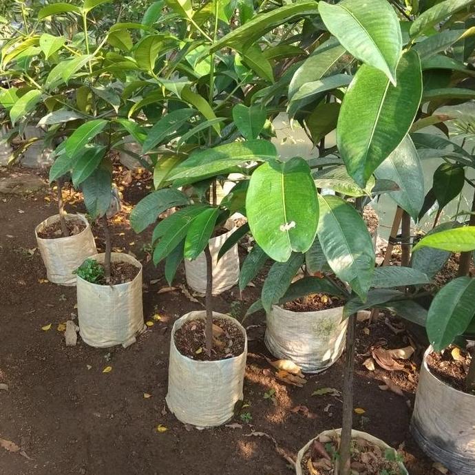 Bibit pohon buah manggis/ pohon manggis Terbaik