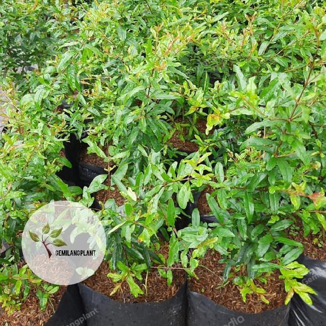 Bibit Pohon Tanaman Delima Merah / Buah Delima Merah / Delima Merah Terbaik