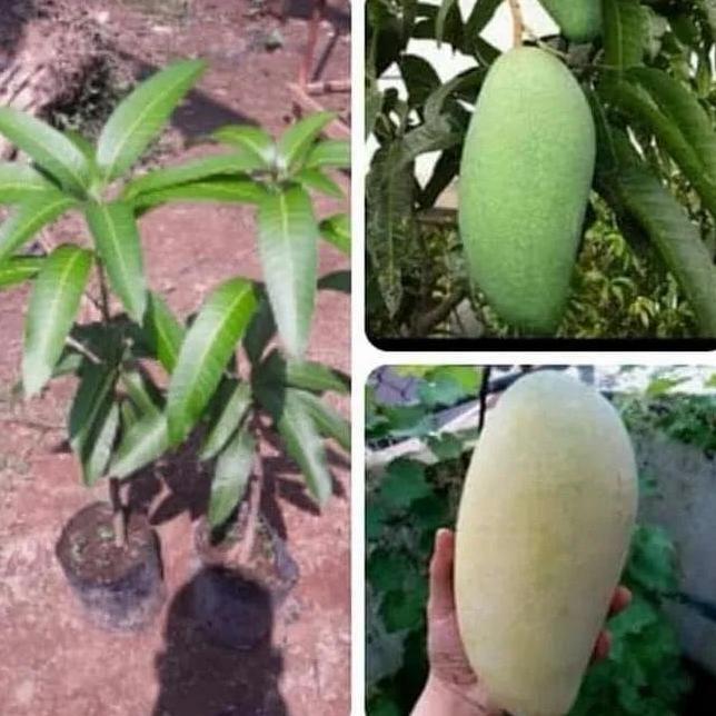 Bibit buah mangga kiojay pohon mangga kiojay mangga jumbo Terbaik