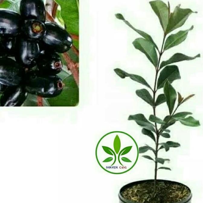 Bibit Pohon Buah Jamblang Hitam/Duwet/Juwet/Tanaman Buah Jamblang Terbaik