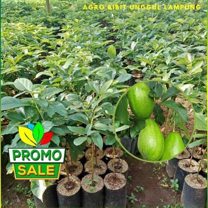 Bibit Alpukat Siger 1 Sibatu Lampung Asli Tanaman Okulasi Buah Super Terbaik