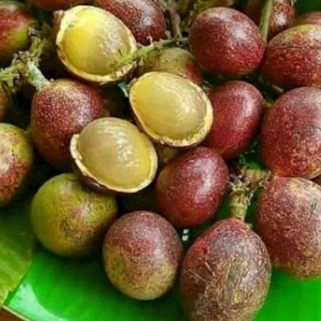 promo 5 bibit tanaman buah matoa merah / matoa hijau super genjah Terbaik