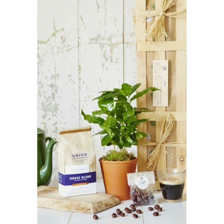 Bibit Tanaman Buah - Kopi Robusta Lampung Terbaik