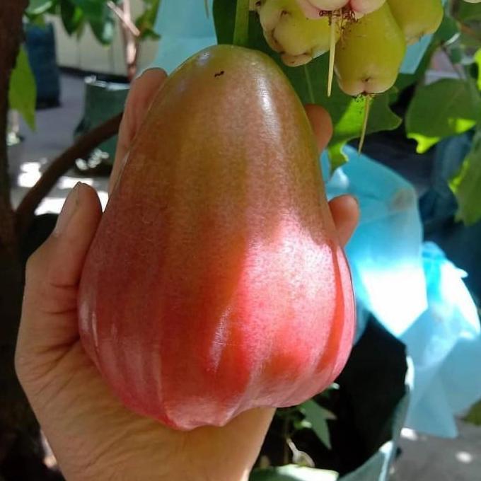 BIBIT TANAMAN BUAH JAMBU AIR BARBIE SUGAR iiiii Terbaik