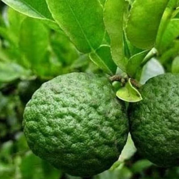 bibit pohon buah jeruk purut- pohon jeruk purut Terbaik