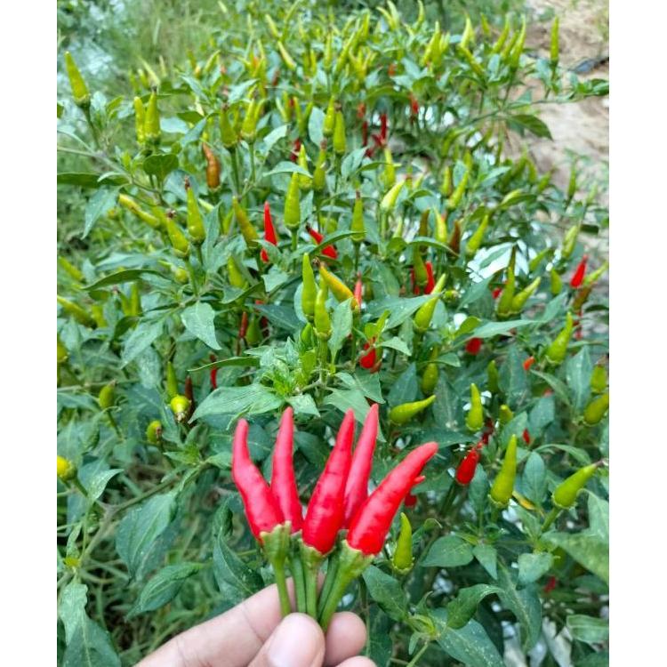 Benih Cabe Rawit Tegak F1 CENTIL 100 seed Known You Seed PAN