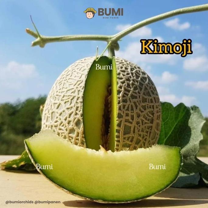 Benih Biji Melon Kimoji Koonami Momiji F1 Premium Buah Jepang Thailand PAN