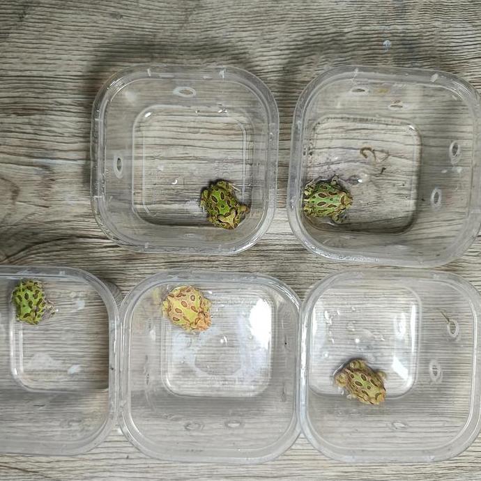 Pacman Frog atau Kodok Pacman