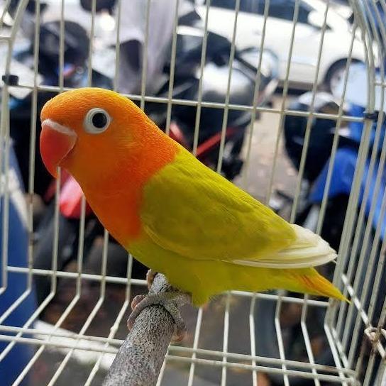 DEAL TERBAIK - Biola pastel Jantan/Betina/Pasangan