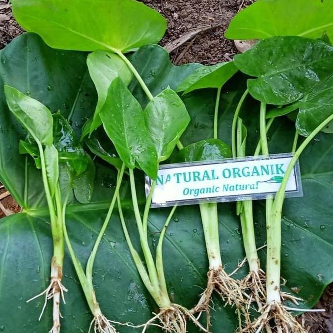 BIBIT TALAS SENTE BESAR Murah