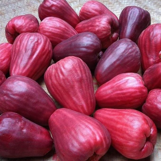 buah jambu bol jamaika super 1 kg fresh