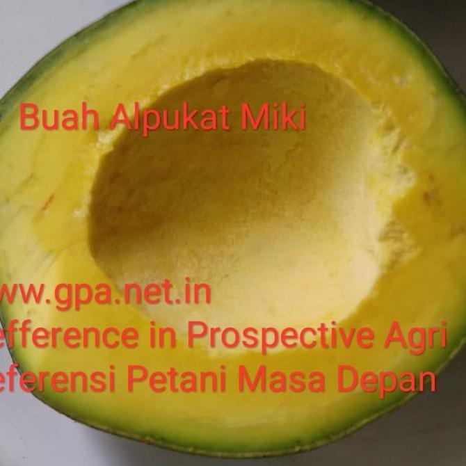 entres Alpukat Miki 4 batang