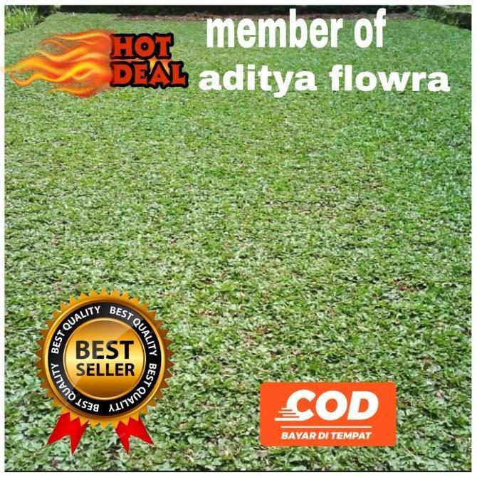 jual rumput gajah mini/bibit rumput gajah mini