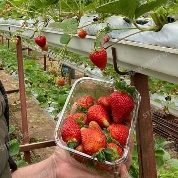 bibit strawberry korea