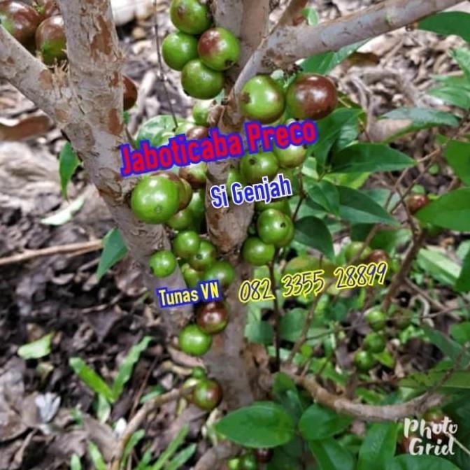 Jaboticaba Preco or Anggur Brazil Genjah Hybrid