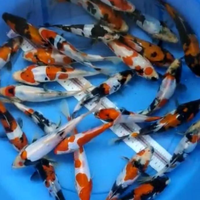 Yujitaro- Ikan Koi Blitar Kohaku,Sanke,Utsuri,Shiro,Showa
