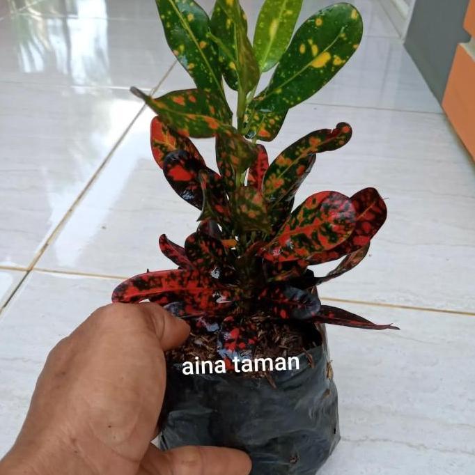 POHON PURING TERI DAUN MERAH-tanaman puring teri daun merah